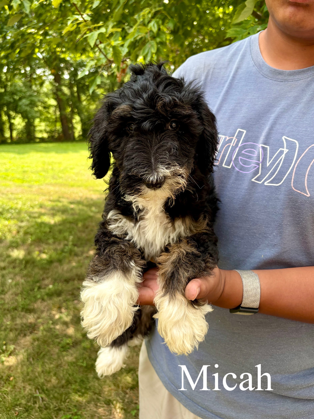 Micah (dark blue collar) 1